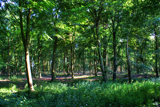 The Woodland Tracks