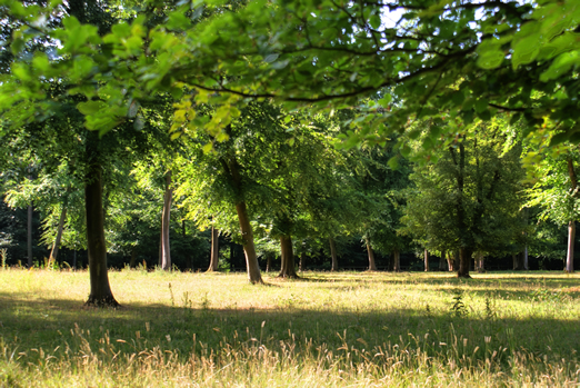 The Woodland Tracks