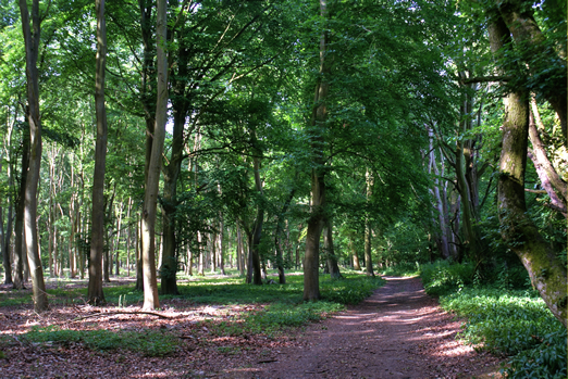 The Woodland Tracks